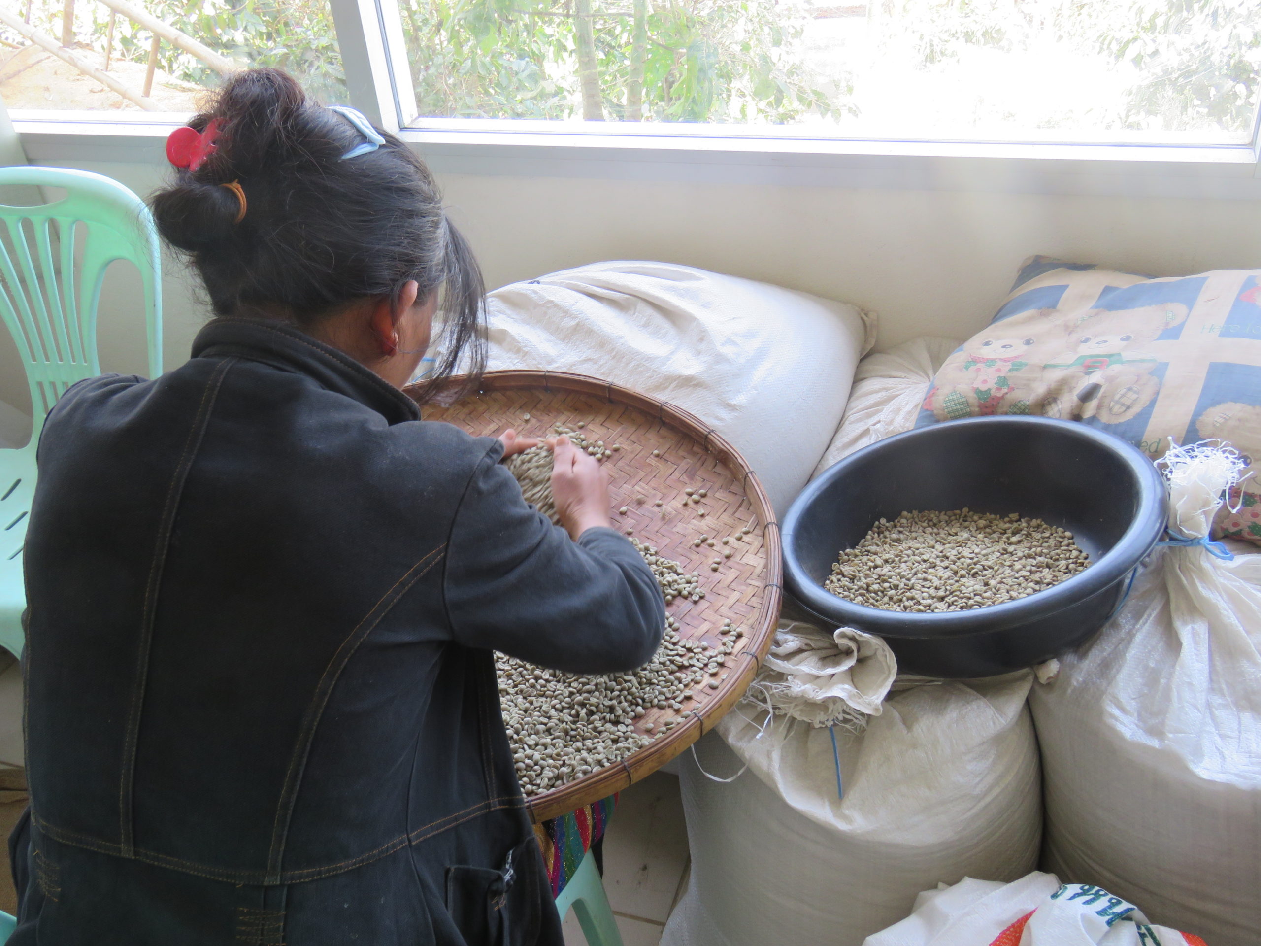 黄金の三角地帯：麻薬から珈琲豆への転換