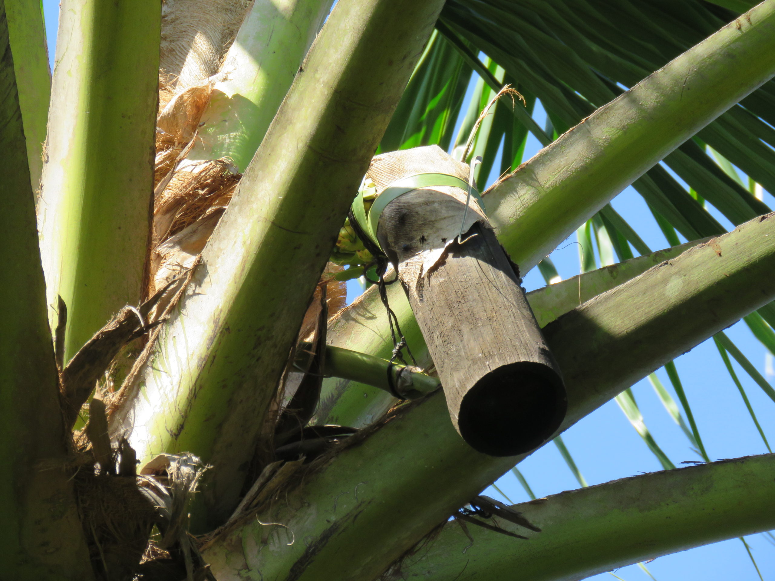 南国に広がる椰子（ココナッツ）の光と影