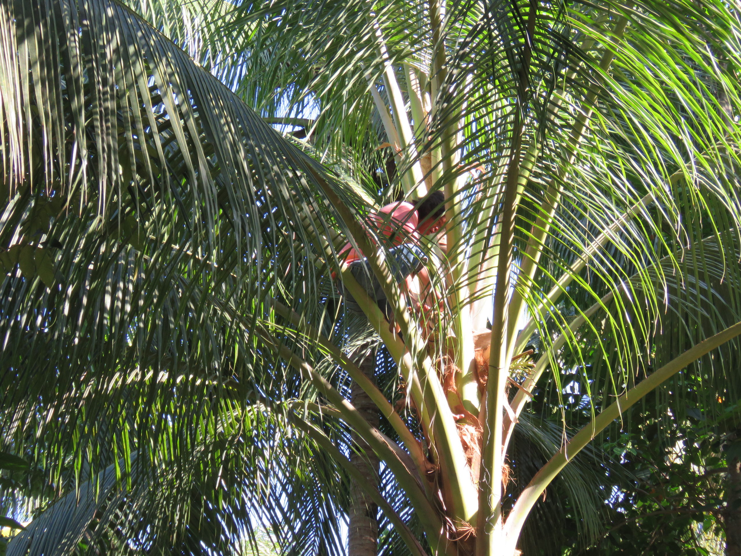 南国に広がる椰子（ココナッツ）の光と影