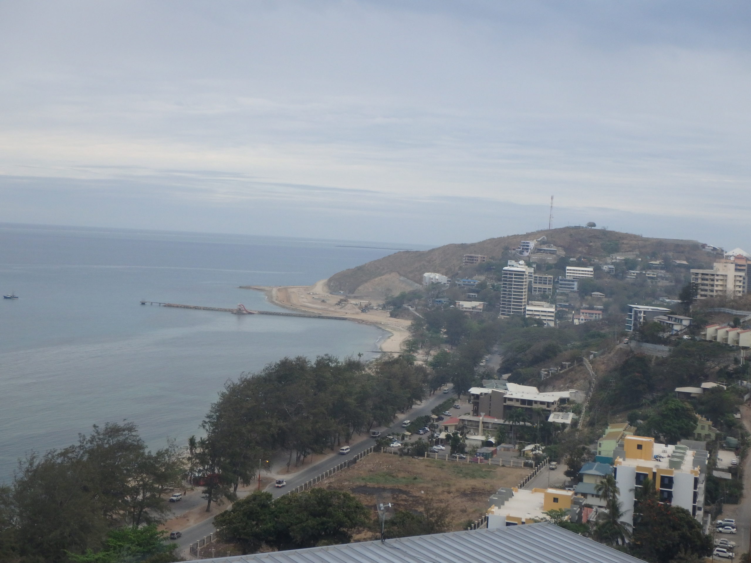 海を渡る「コーヒーの木」