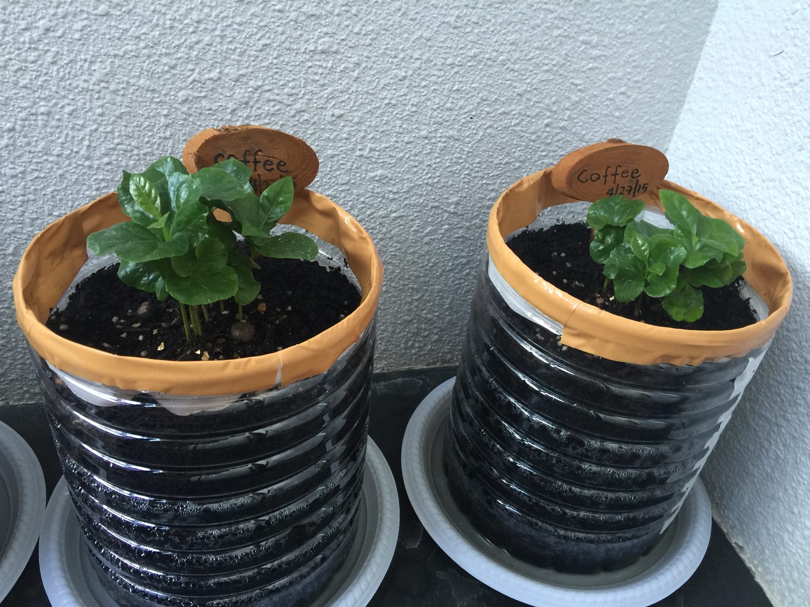 海を渡る「コーヒーの木」