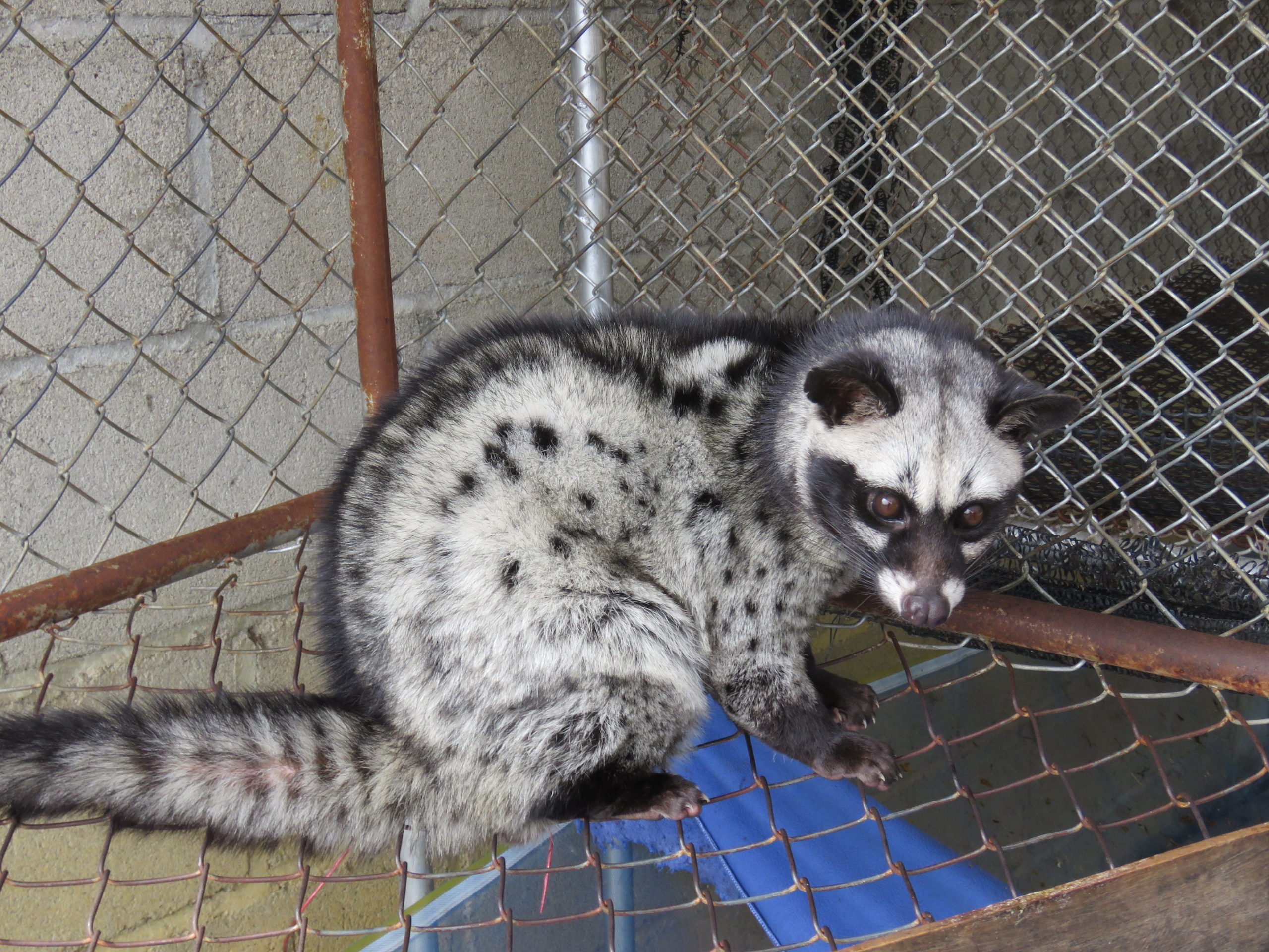 麝香（じゃこう）猫の珈琲豆